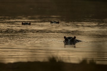 Partly submerged hippopotamus (Hippopotamus amphibius), or hippo, its eyes and ears only above the water in Krueger Park, South Africa, looking toward the camera at sunset, hippo family, Africa