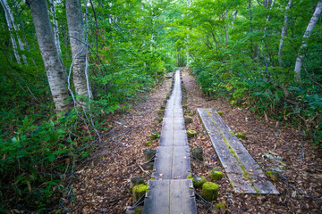 火打山、妙高山への登山道にある木道
