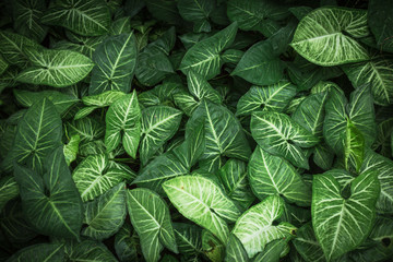 Leaf background,Green leaves background texture