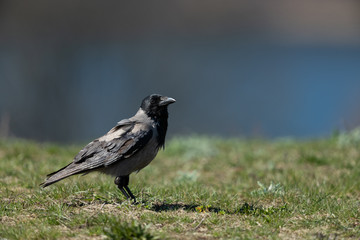 Hooded crow in a meadow