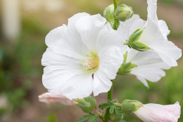 White hollyhock bloom in the garden with sunlight on blur nature background, Is a Thai herb.