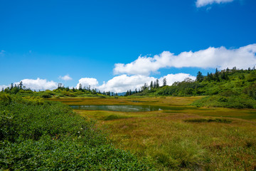 高谷池ヒュッテから火打山への登山道で池沼を望む風景