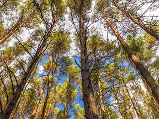 Obraz premium Pine trees shot upwards