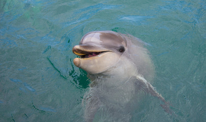 Fototapeta premium Beautiful dolphins swimming. Dolphin jumping out of the water 