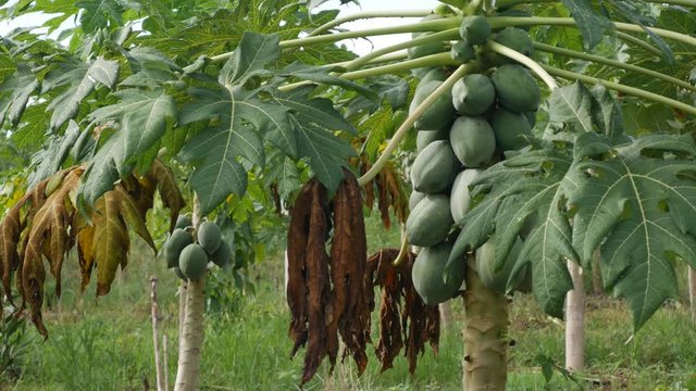 Papaya trees with hanging fruits in farm garden organic agriculture in Asia. Papaya plantation with jungle on background. Trees growing evenly from each other with batches of big green fruits hanging