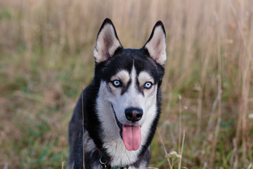 siberian husky dog