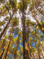 Pine trees shot upwards