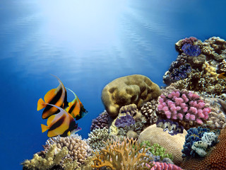 Coral Reef and Tropical Fish in Sunlight