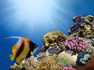 Fototapeta na wymiar Coral Reef and Tropical Fish in Sunlight