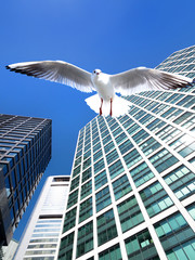 高層ビル街を飛ぶカモメ