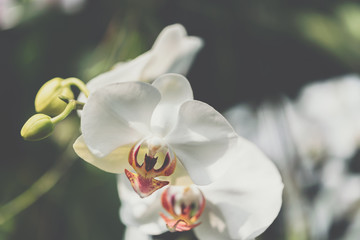 Flower (Orchidaceae, Orchid Flower) white purple