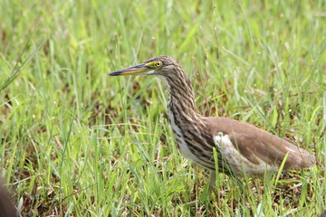 great blue heron