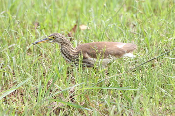 Heron in the grass