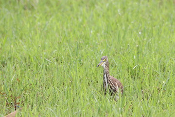 Heron in the grass