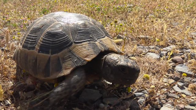 Mediterranean turtle. Turkey. Surroundings Of Antalya.