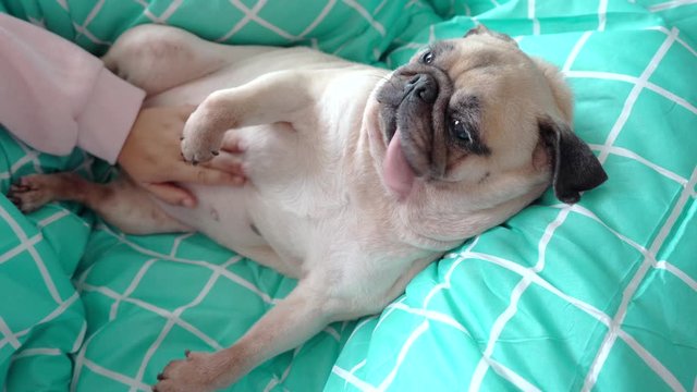 Owner is lovingly hugging her cute pug dog by pat its belly while sleeping rest on the bed in 4K resolutions