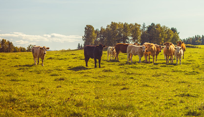 Beef cattle - herd of cows grazing in the pasture in hilly landscape, grassy meadow in the foreground, trees and forests in the background, blue sky, clear sunny day