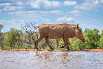 Fototapeta premium Common warthog ( Phacochoerus Africanus) walking by a waterhole, Welgevonden Game Reserve, South Africa.