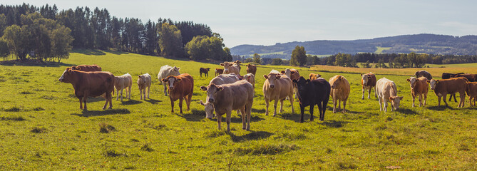 Beef cattle - herd of cows in the pasture in hilly landscape, grassy meadow in the foreground,...