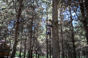 Sand running through the bulbs of an hourglass measuring the passing time in a countdown to a deadline, on a colorful background with copy space. Abstract old sand-glass in forest.