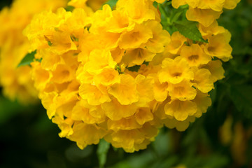 Yellow flower background while a blooming