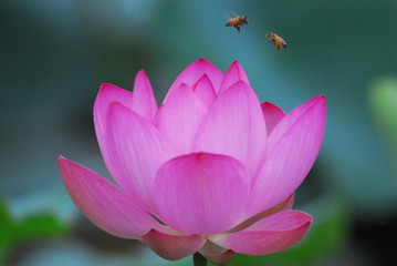 満開のハスの花と２匹の蜂のお見合いの瞬間