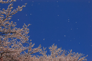 青空に満開の桜の花びら舞う桜吹雪（背景写真）