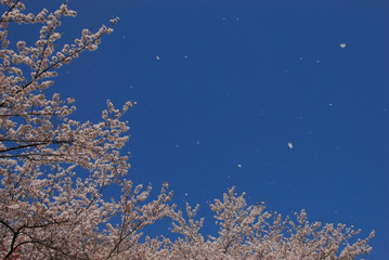 青空に満開の桜の花びら舞う桜（背景写真）