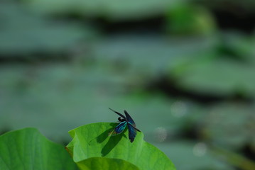 非常に珍しい蝶トンボの写真。蝶のような美しい羽は、非常に優雅