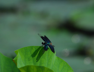 非常に珍しい蝶トンボの写真。蝶のような美しい羽は、非常に優雅