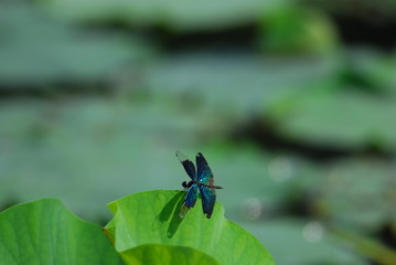 非常に珍しい蝶トンボの写真。蝶のような美しい羽は、非常に優雅