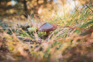 Speisepilz im Wald Mecklenburg-Vorpommern