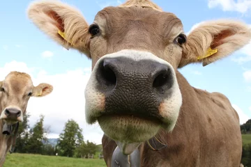 Fotobehang Close up of a healthy Swiss cow © Peter Hofstetter