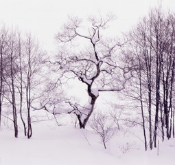 Fototapeta na wymiar 踊る木（雪が積もるなか、まるで木が踊っている様のユニーク写真）