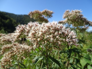 flowers and blue sky