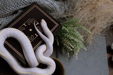 White American royal snake on the background of witchcraft accessories, alchemical instruments and ingredients. Mock up of empty tile dark slate and old books. Halloween