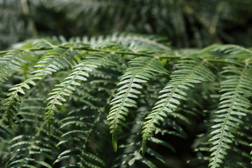 Farn im Wald