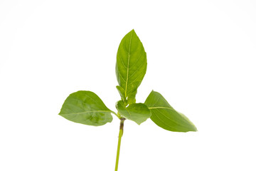 Thai basil leaves isolated on white background