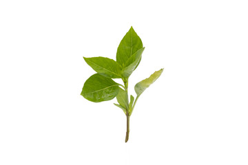 Thai basil leaves isolated on white background