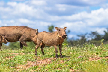 A litlle common warthog ( Phacochoerus Africanus), Welgevonden Game Reserve, South Africa.