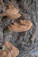 brown fungus on the tree