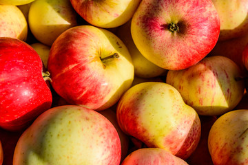 Background of the big pile of ripe apples