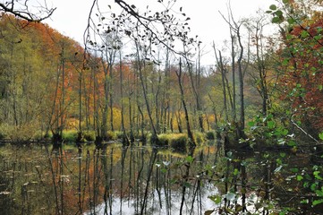 Autumn in the Forest