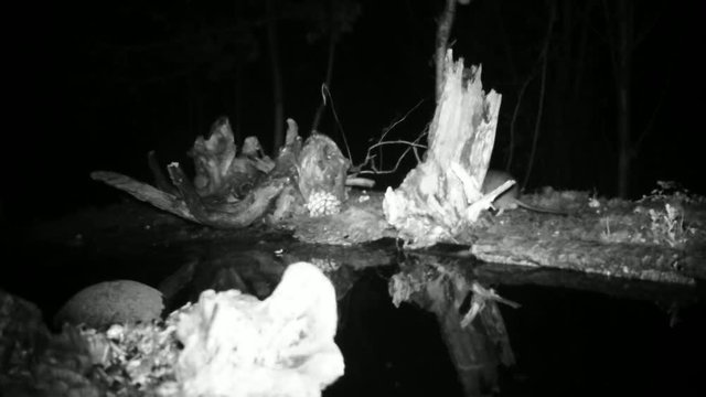 House Mouse (Mus Musculus) looking for food in the night close to water