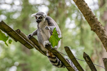ring-tailed lemur eats a sprig with a leaf
