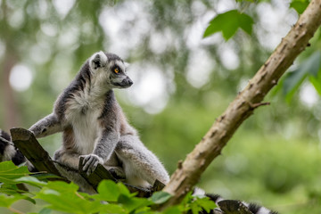 ring-tailed lemur looks over the edge