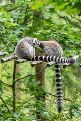 two ring-tailed lemurs hugging in the tree