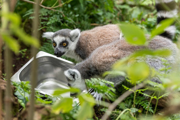 ring-tailed lemur looks around