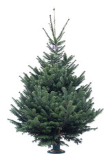 naked christmas tree isolated with white background