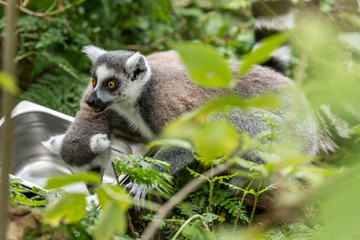 Obraz premium ring-tailed lemur looks around with fear